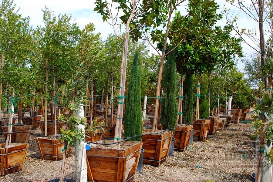 Tree Growers & Installation in Fresno CA