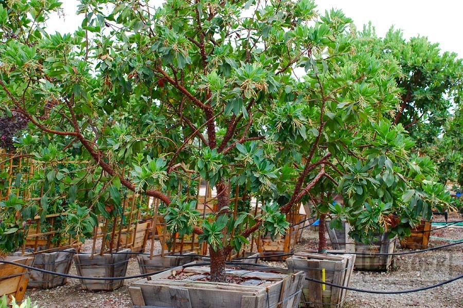 Tree Growers & Installation Experts in Fresno CA
