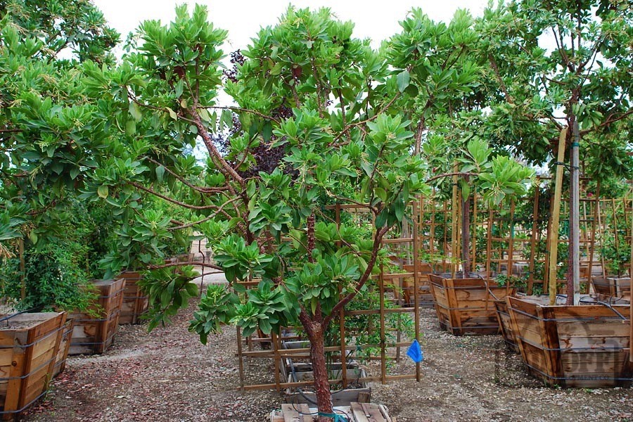 Tree Growers & Installation in Carmel-By-The-Sea CA