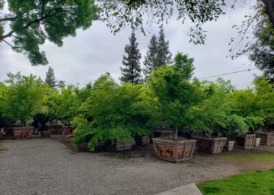 Tree Nursery in Fresno CA Image2