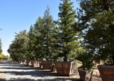 Specimen Tree Installation Services in Fresno CA Image2